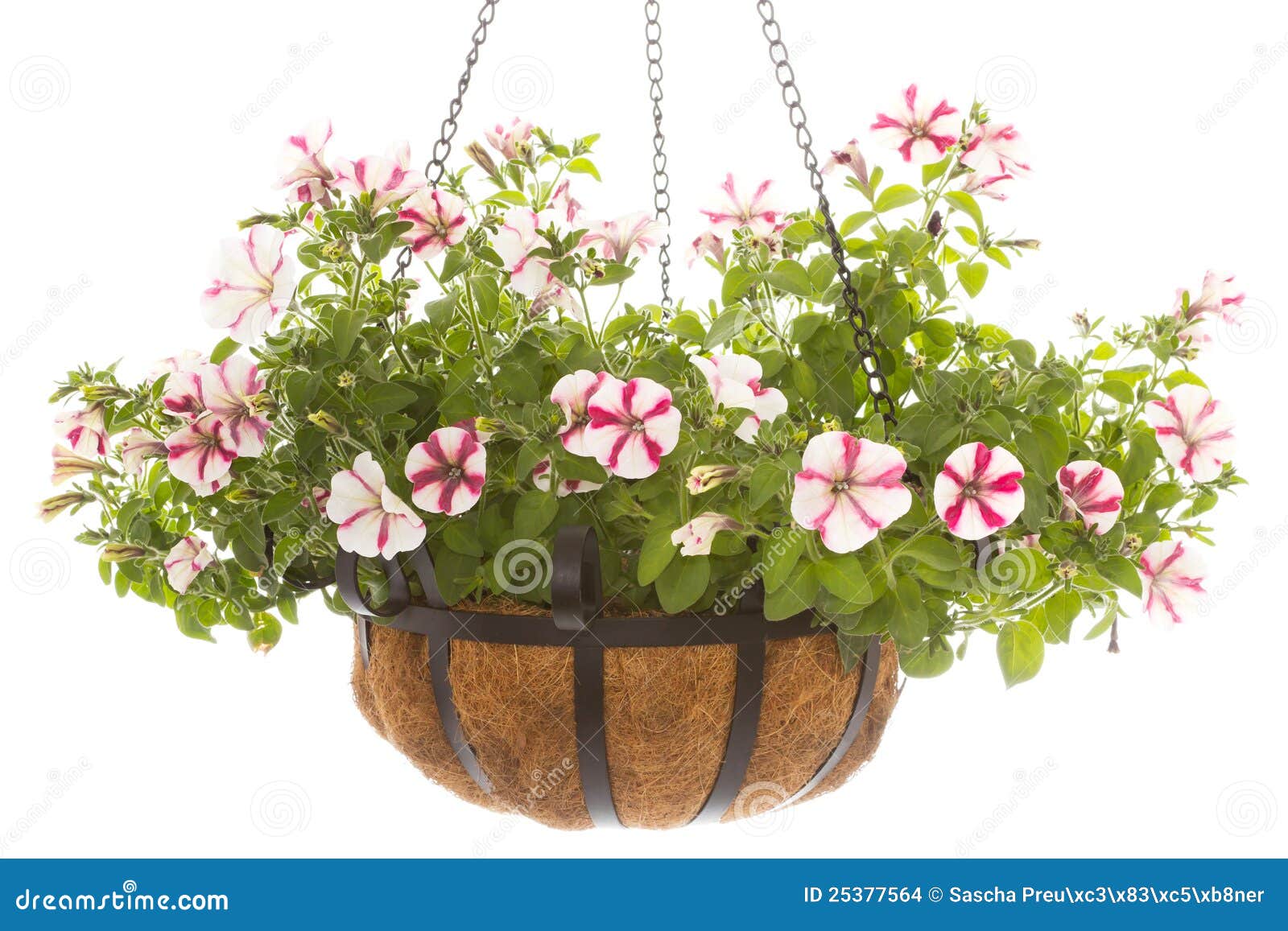 Petunia in basket stock photo. Image of blossom, garden - 25377564