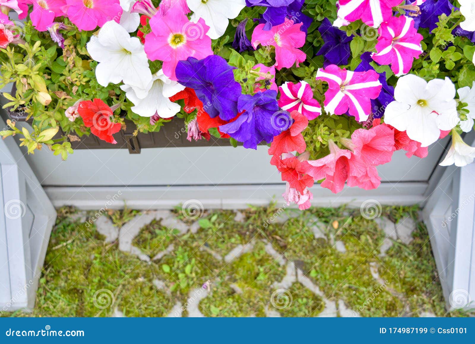 Petunia Colorful Flowers In White Wooden Crate On Eco Pavement In Summer Garden Stock Image Image Of Blossom Gardening 174987199