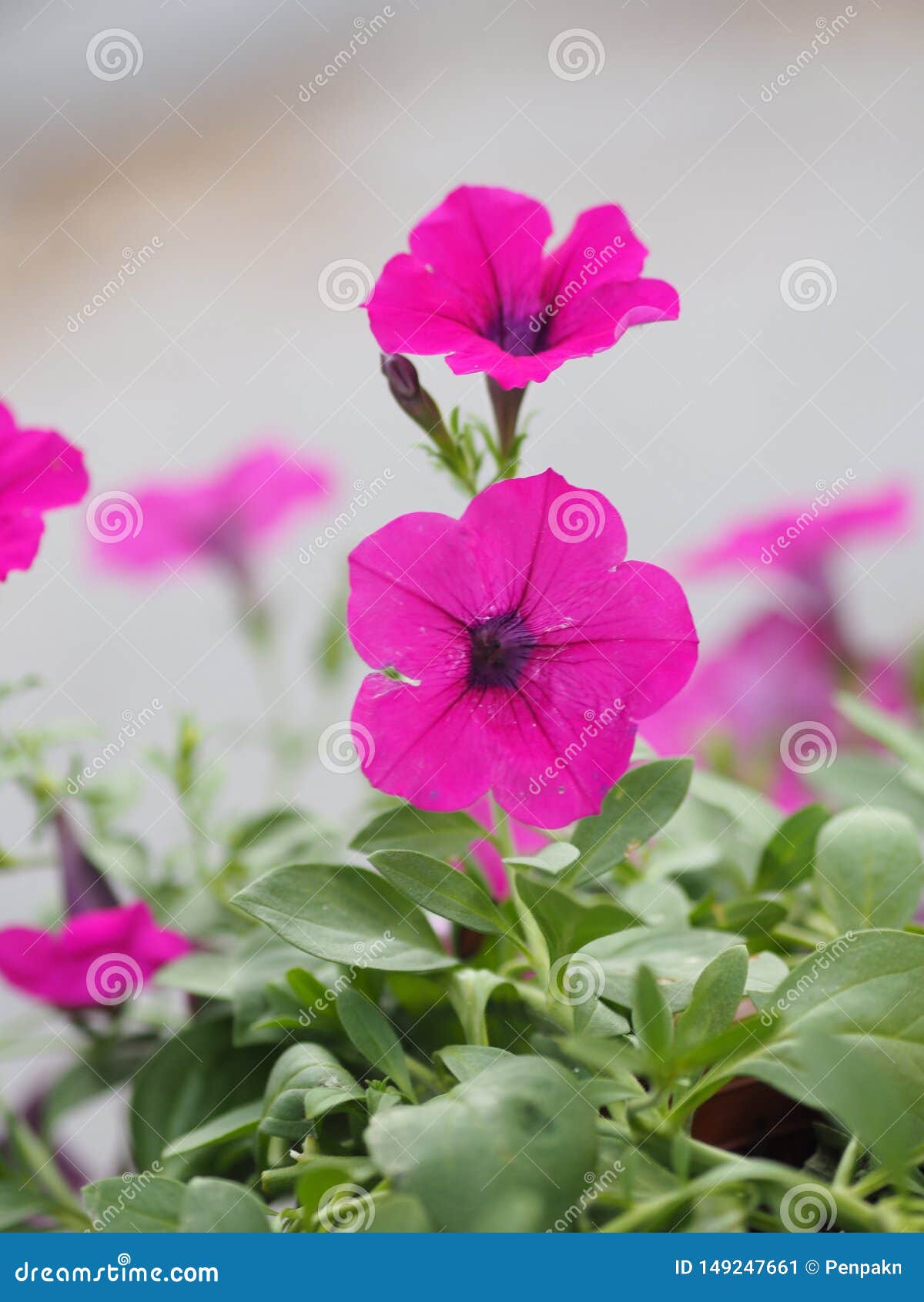 Petunia Easy Wave Bergundy Verlour Name Magenta Pink Flower Stock Image ...