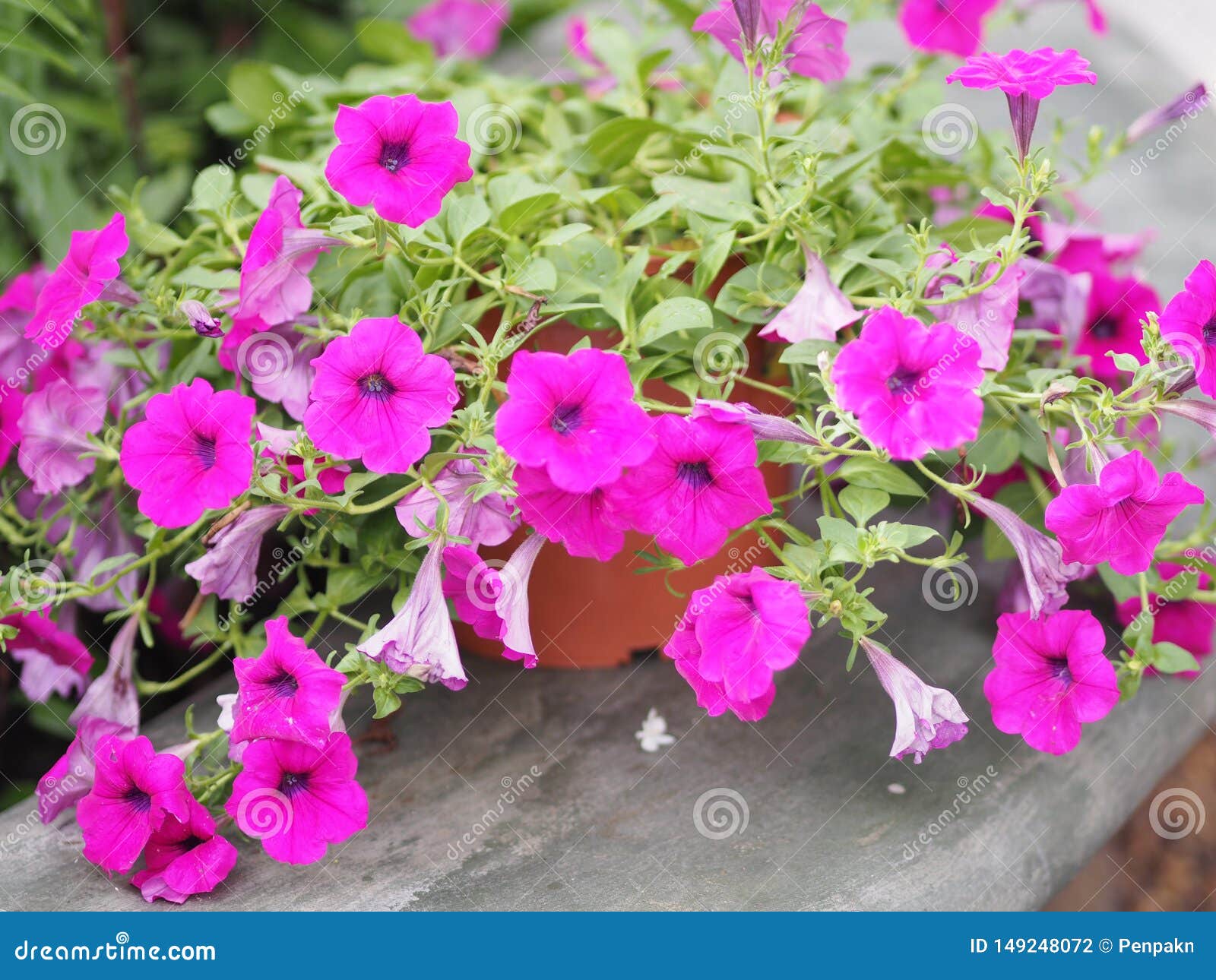 Petunia Easy Wave Bergundy Verlour Name Magenta Pink Flower Stock Photo ...