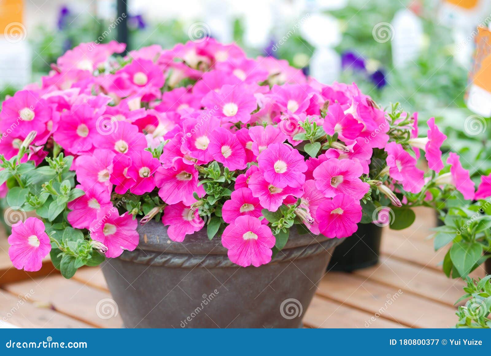Petunia Petunia En La Flor Rosada En La Mesa Imagen de archivo - Imagen de campo, color: 180800377 Petunia Petunia En La Flor Rosada En La Mesa Imagen de archivo - Imagen de campo, color: 180800377