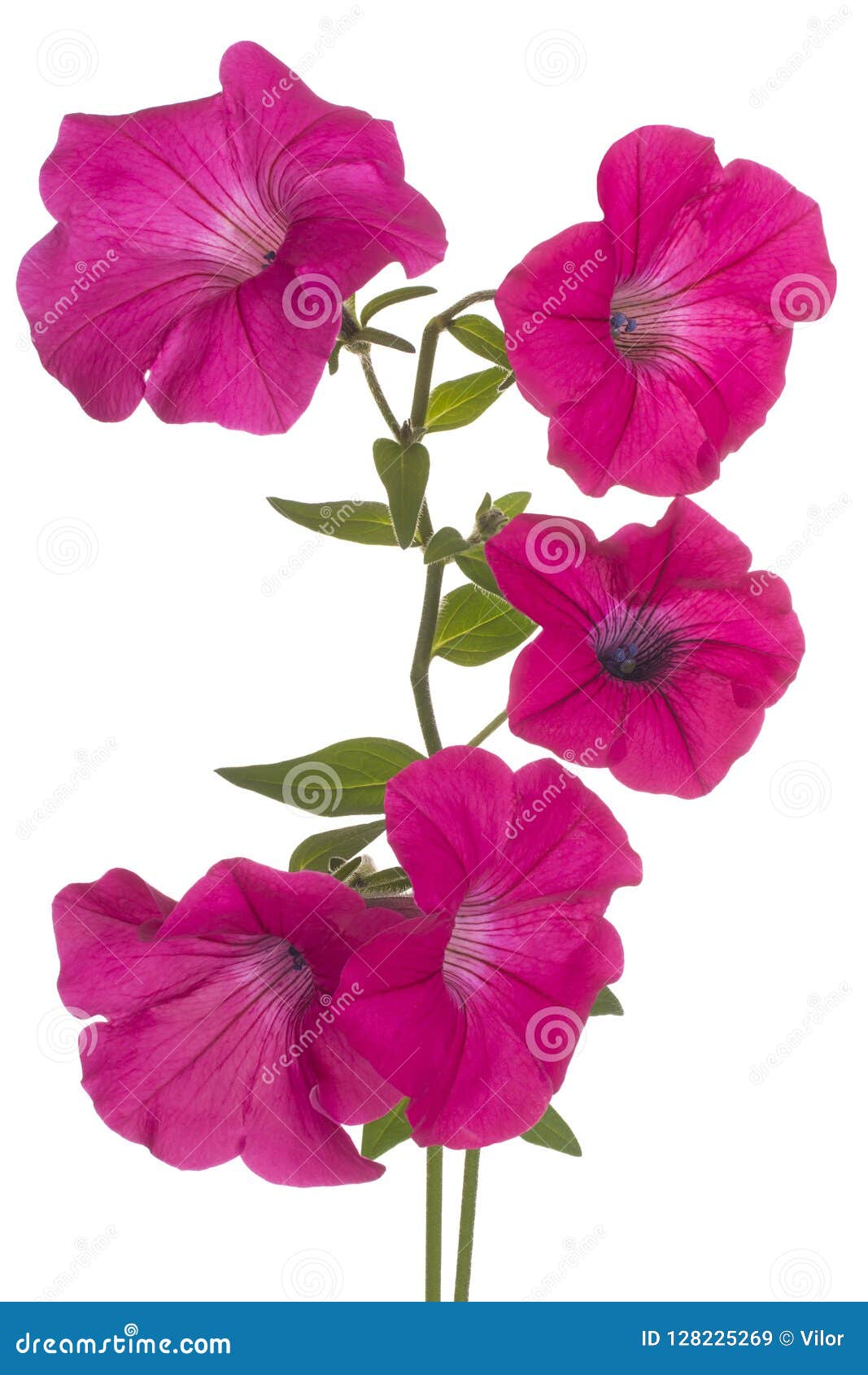 Petunia flower isolated stock image. Image of focus - 128225269