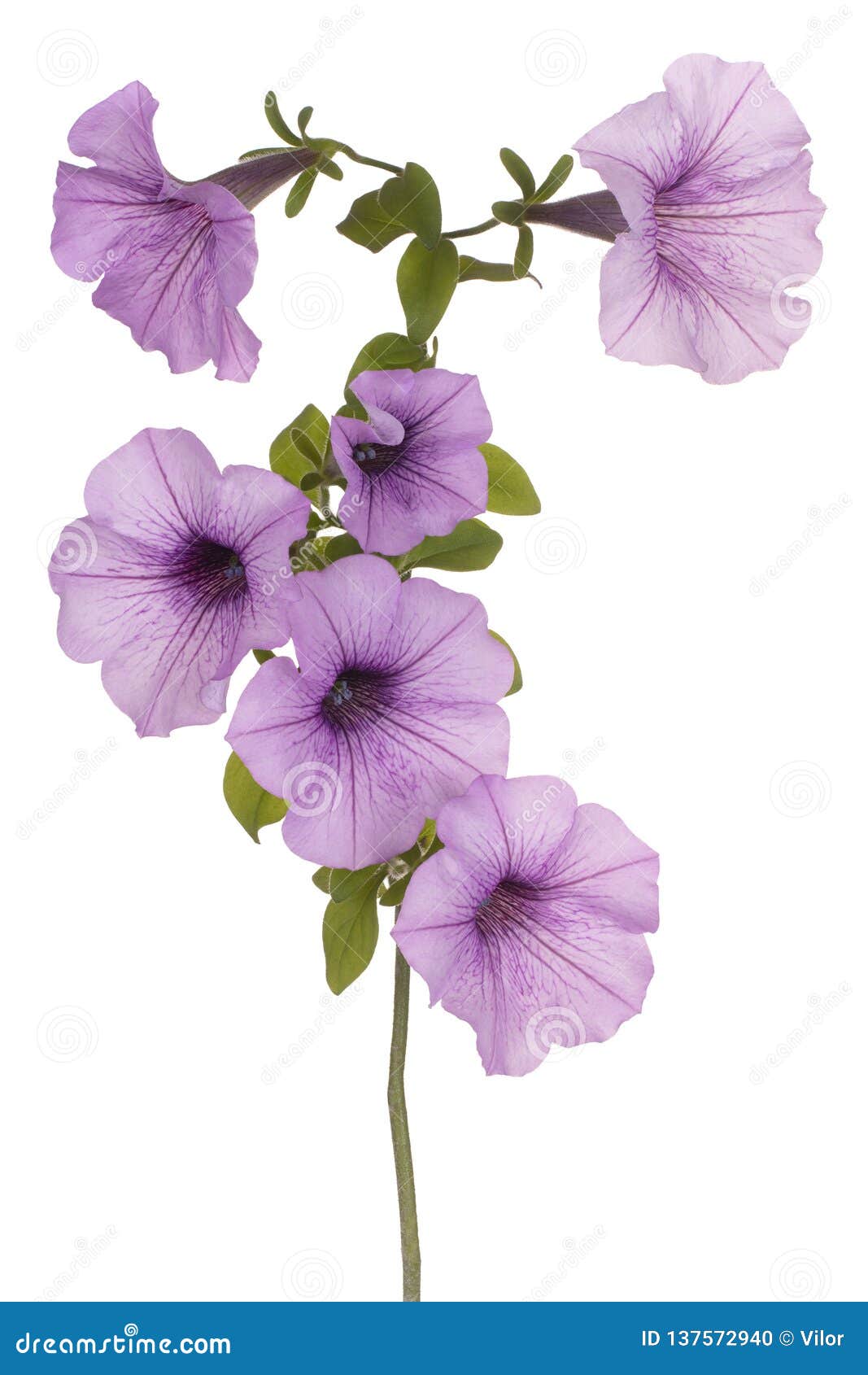 Petunia flower isolated stock photo. Image of natural - 137572940