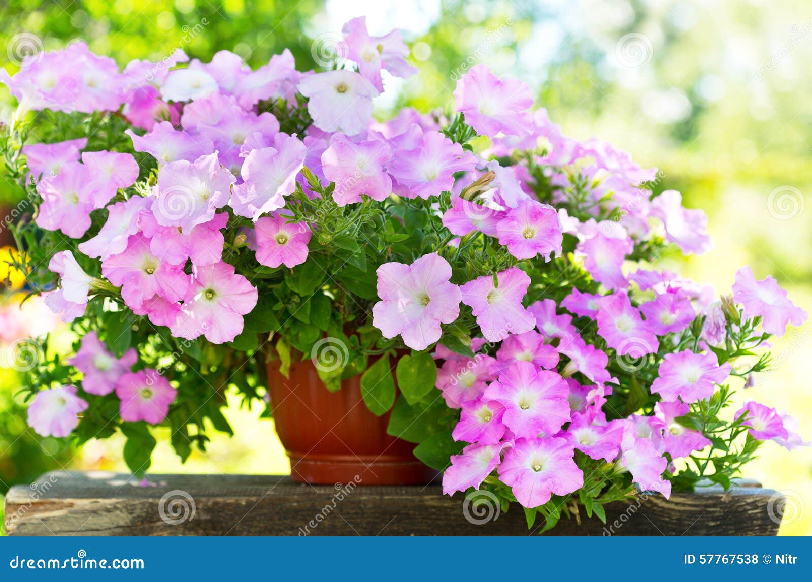 Petunia flower in a pot stock photo. Image of blossom - 57767538