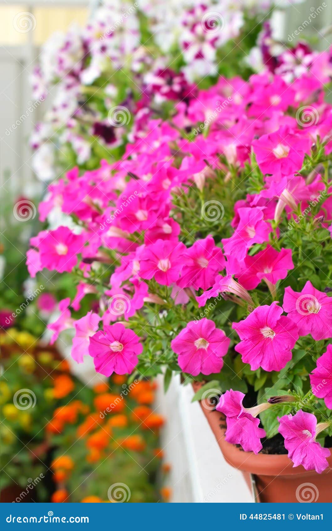 Petunia Flowers in Flower Pot on Balcony Stock Image - Image of flora ...