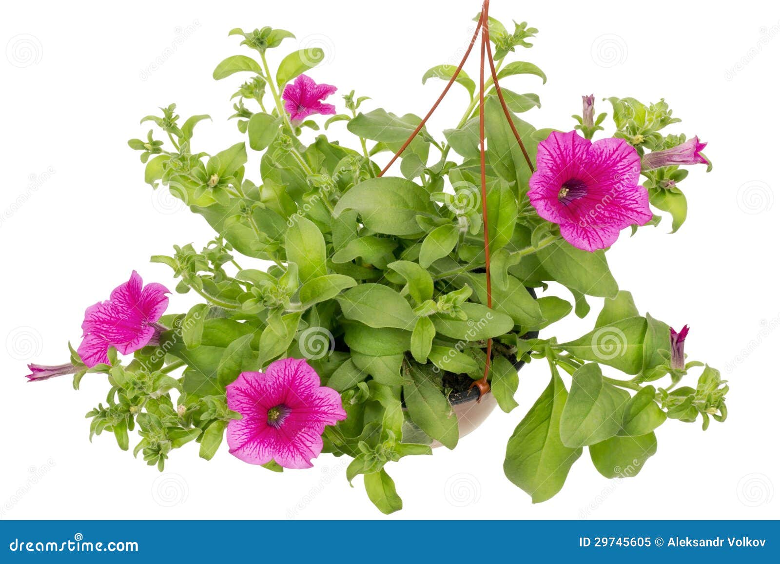 Petunia Flowers Royalty-Free Stock Photography | CartoonDealer.com ...