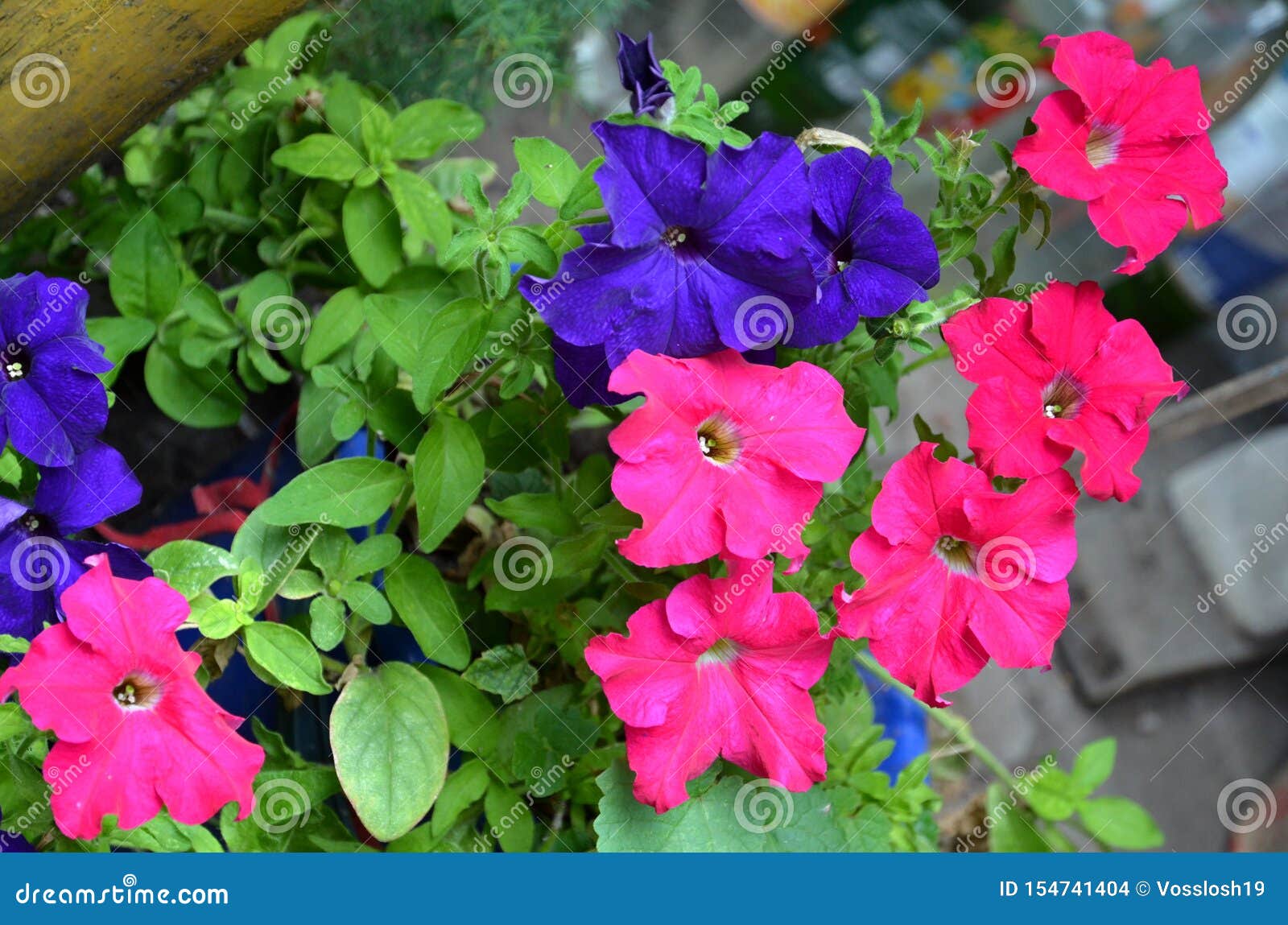 Petunia Flowers of Two Colors in One Flower Bed. Stock Photo - Image of ...