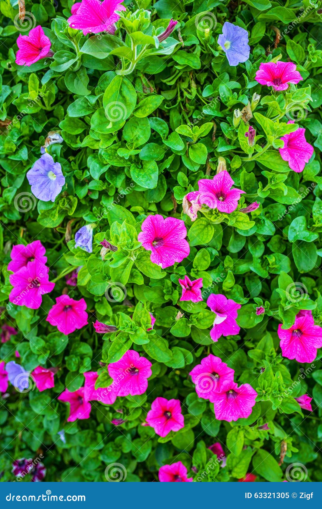 Petunia stock image. Image of background, color, growth - 63321305