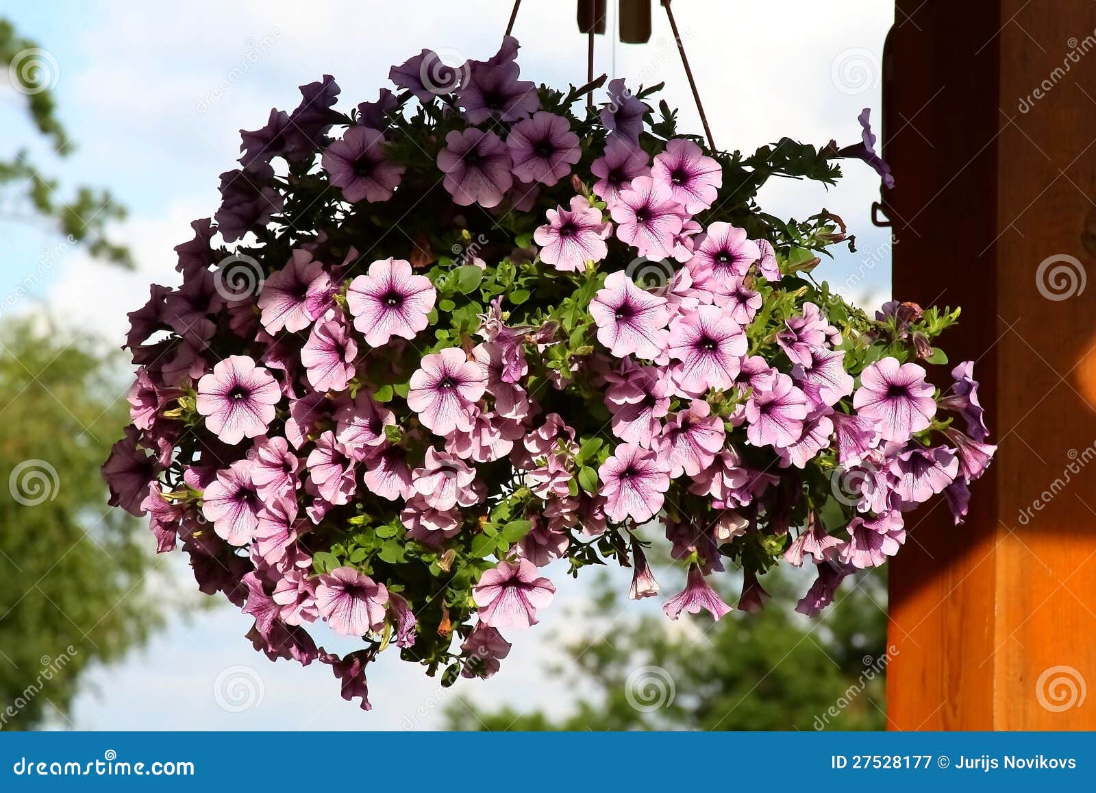 petunia hanging basket.