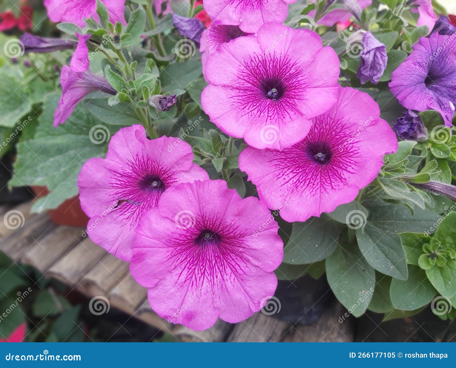 Petunia- House Flowering Plant in Stock Image - Image of word, french ...