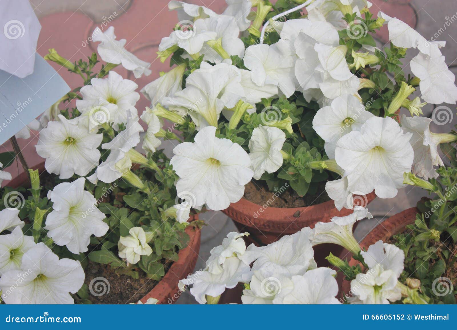 Petunia hybrida stock photo. Image of ovate, funnel, herb - 66605152