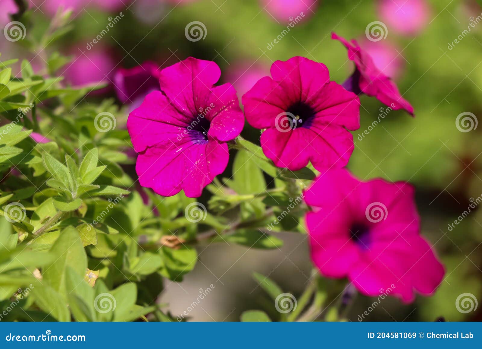 Petunia Hybrida Vilm Flower are Blooming Stock Image - Image of bush ...