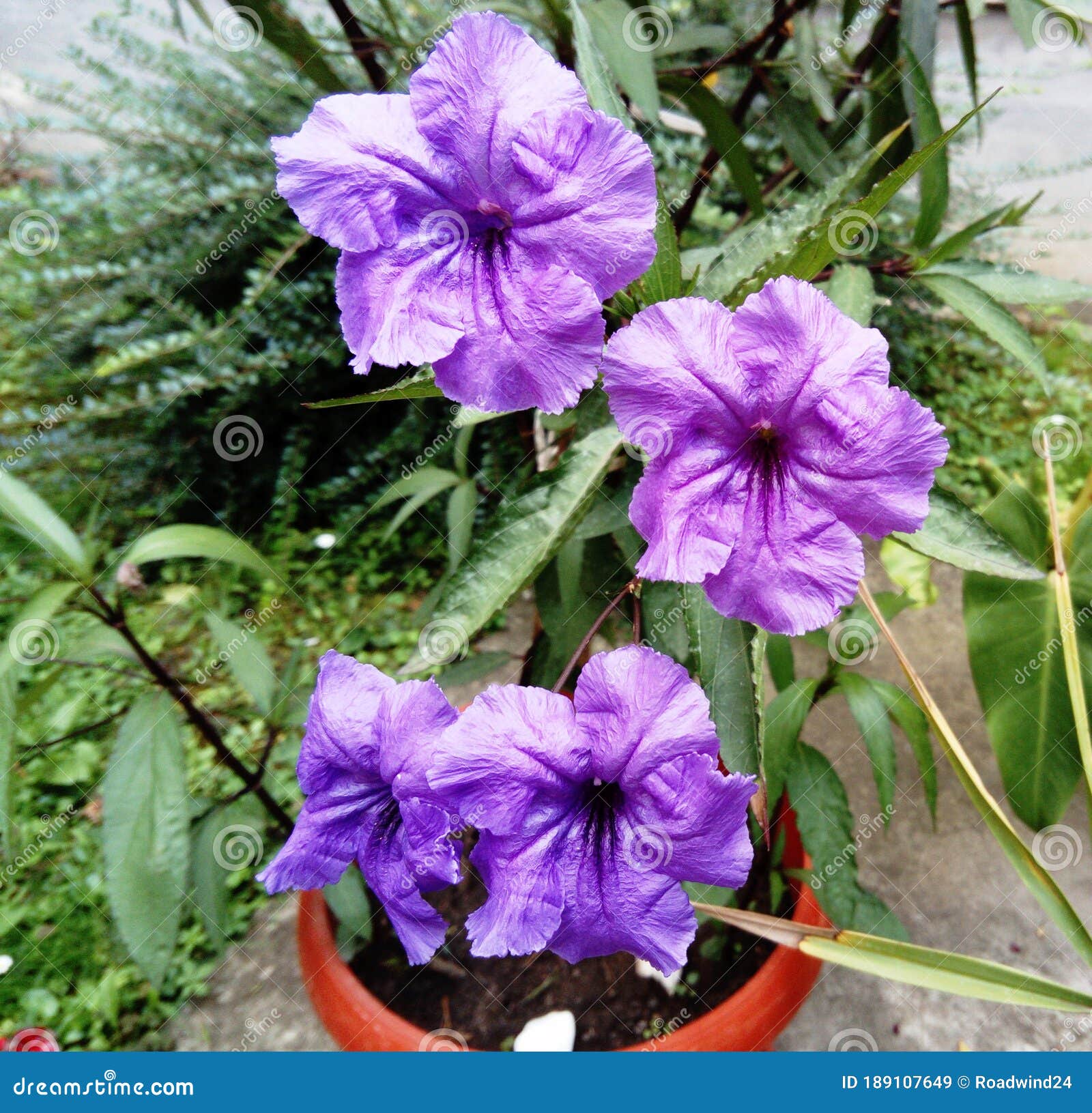 390 Petunia Mexicana Fotos de stock - Fotos libres de regalías de Dreamstime