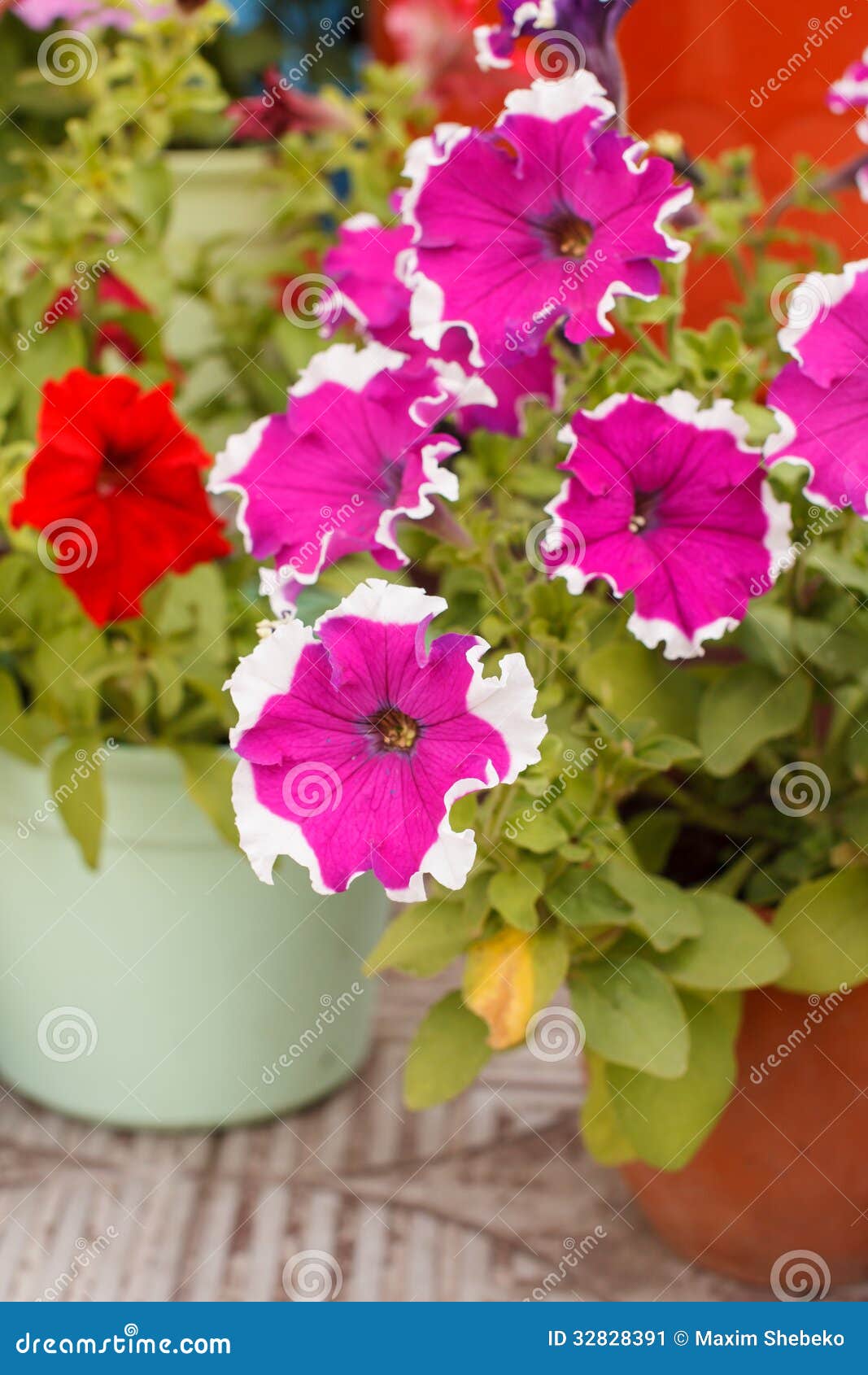 Petunia in the pot stock image. Image of nature, flower 32828391
