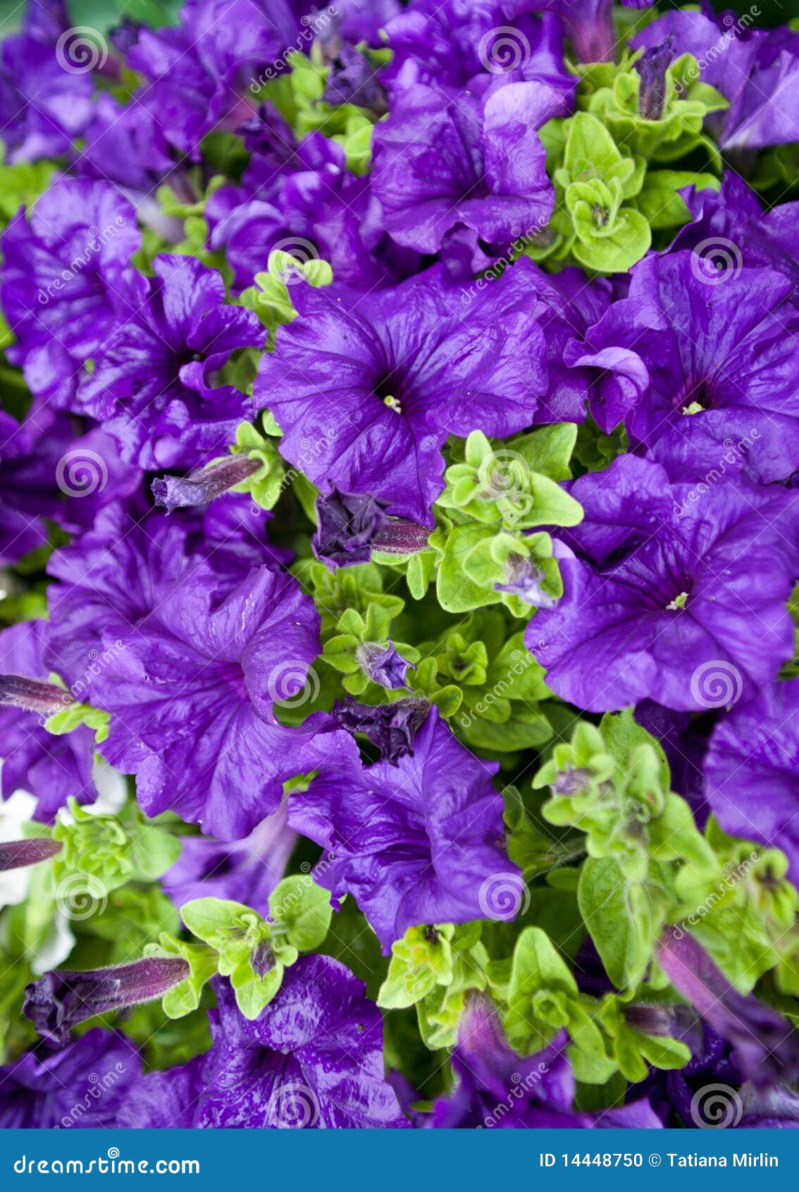 petunia seedlings petunia seedlings