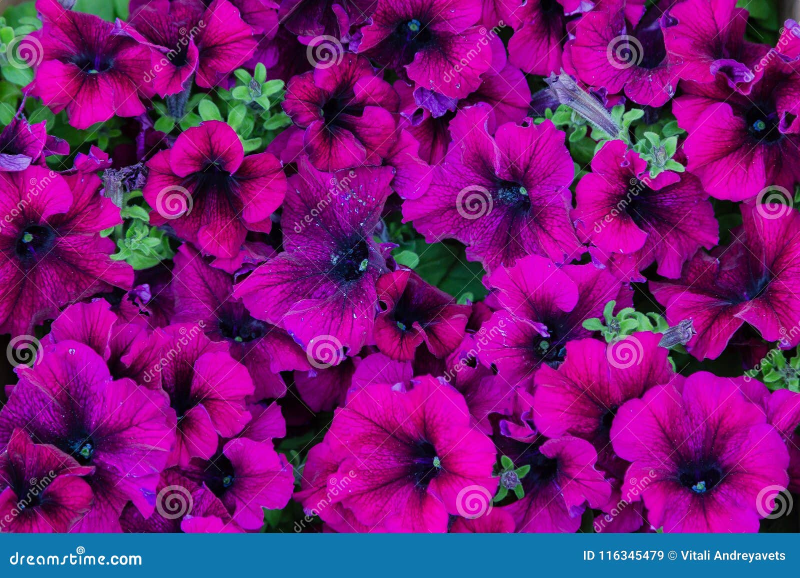 Petunia, tło kwiaty petunia w ogromnych liczbach