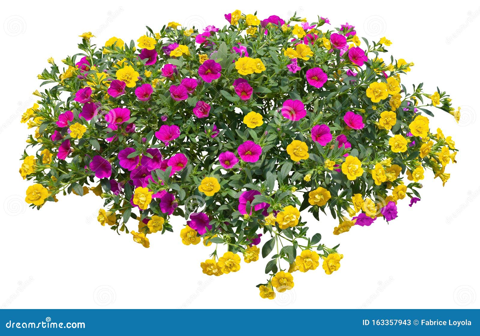 Cutout Pink Flowers. Petunia Stock Image - Image of landscaping ...