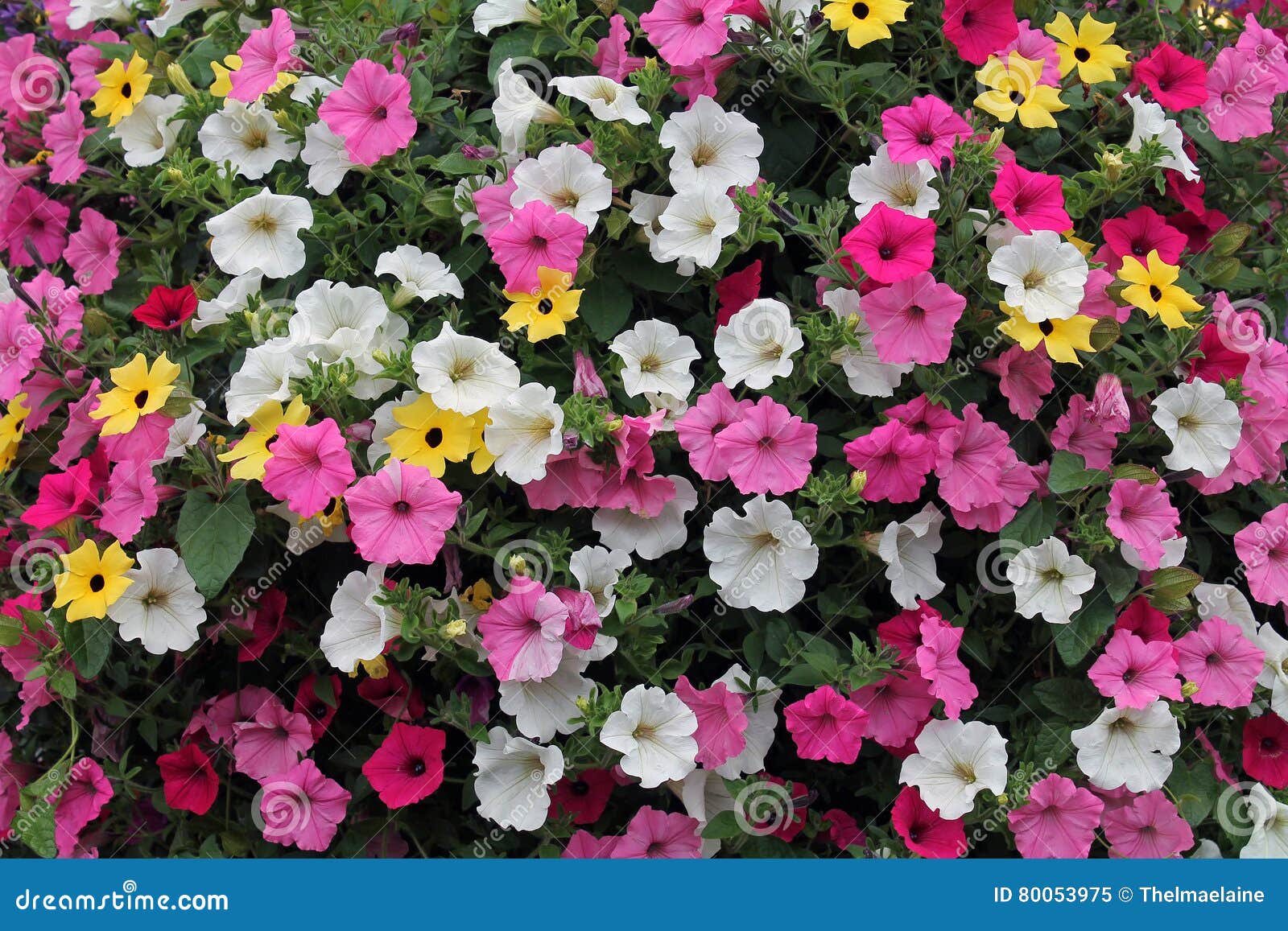 Petunias Rosadas, Amarillas Y Blancas Imagen de archivo - Imagen de ...