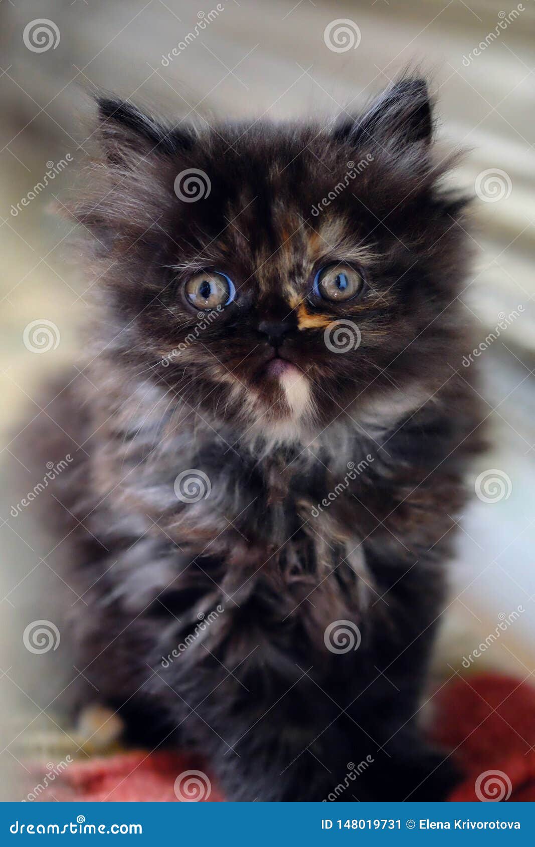 Peu Chaton Persan Brun Fonc Image Stock Image Du Cheveu Triste