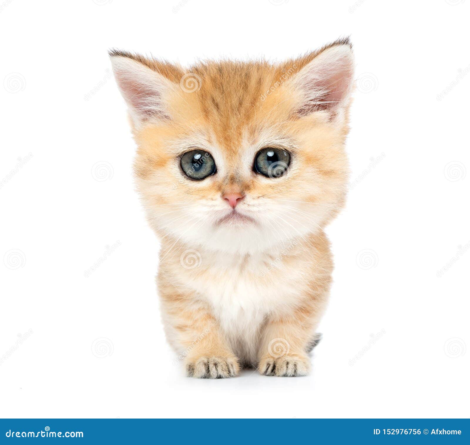 Peu Chaton Triste Drole Avec De Grands Yeux D Isolement Sur Le Fond Blanc Photo Stock Image Du Mammifere Patte