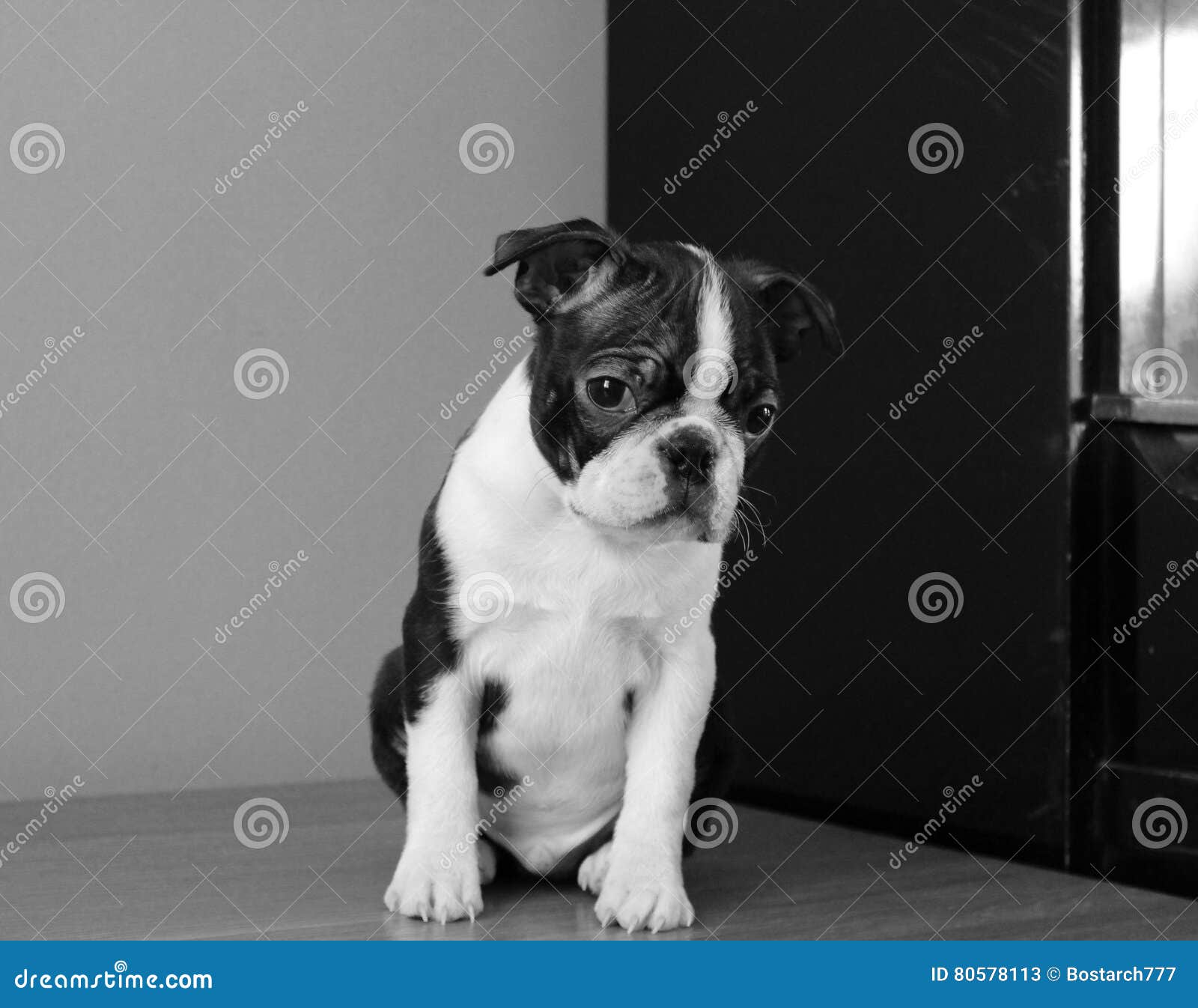 Peu De Chiot De Terrier De Boston Noir Et Blanc Image Stock