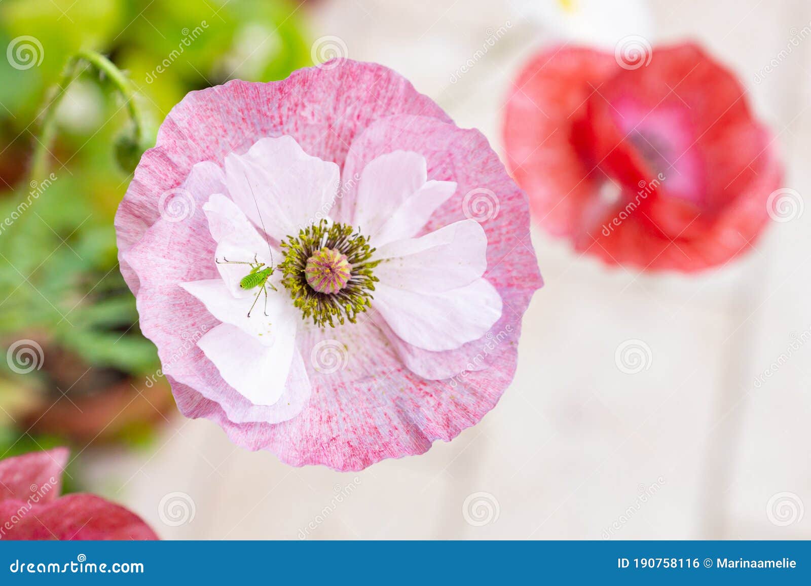 Peu De Sauterelle Sur Une Fleur De Pavot Rose Mauve Photo stock - Image du  vert, normal: 190758116