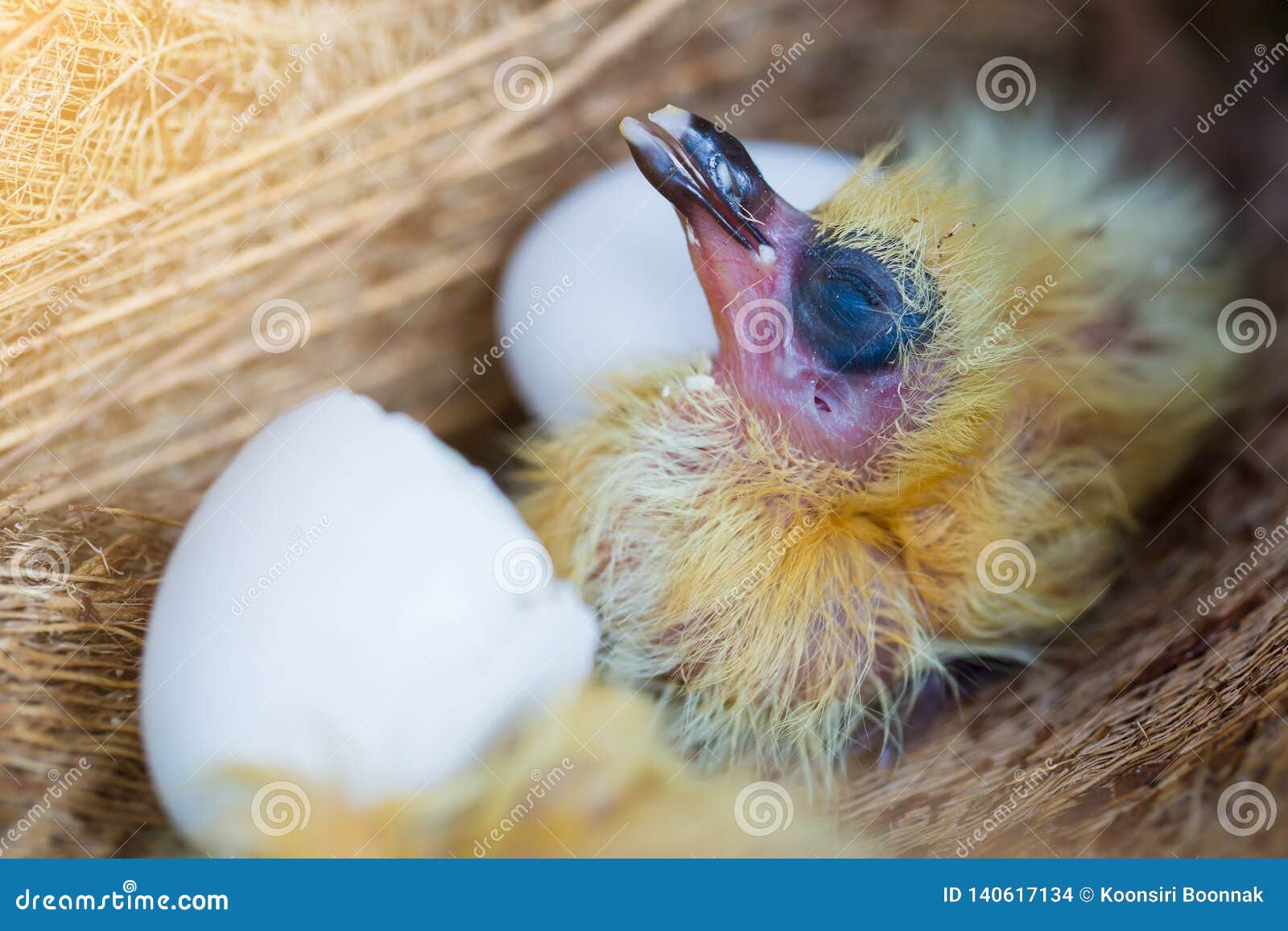 Peu Pigeon Dans Le Nid Oiseaux De Bebe Hachant Juste De L Oeuf Photo Stock Image Du Nature Bleu Peu Pigeon Dans Le Nid Oiseaux De Bebe Hachant Juste De L Oeuf Photo Stock Image Du Nature Bleu
