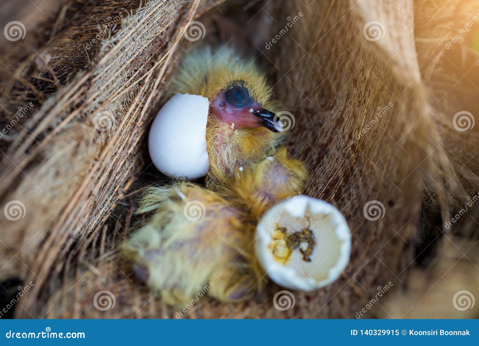 Peu Pigeon Dans Le Nid Image Stock Image Du Vert Hachure