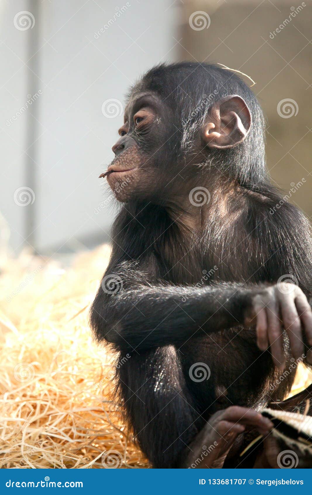 Peu Singe De Chimpanze De Bebe Se Repose Avec L Expression Triste Regardant La Camera Image Stock Image Du Animal Sinistre Peu Singe De Chimpanze De Bebe Se Repose Avec L Expression Triste Regardant La Camera Image Stock Image Du Animal Sinistre