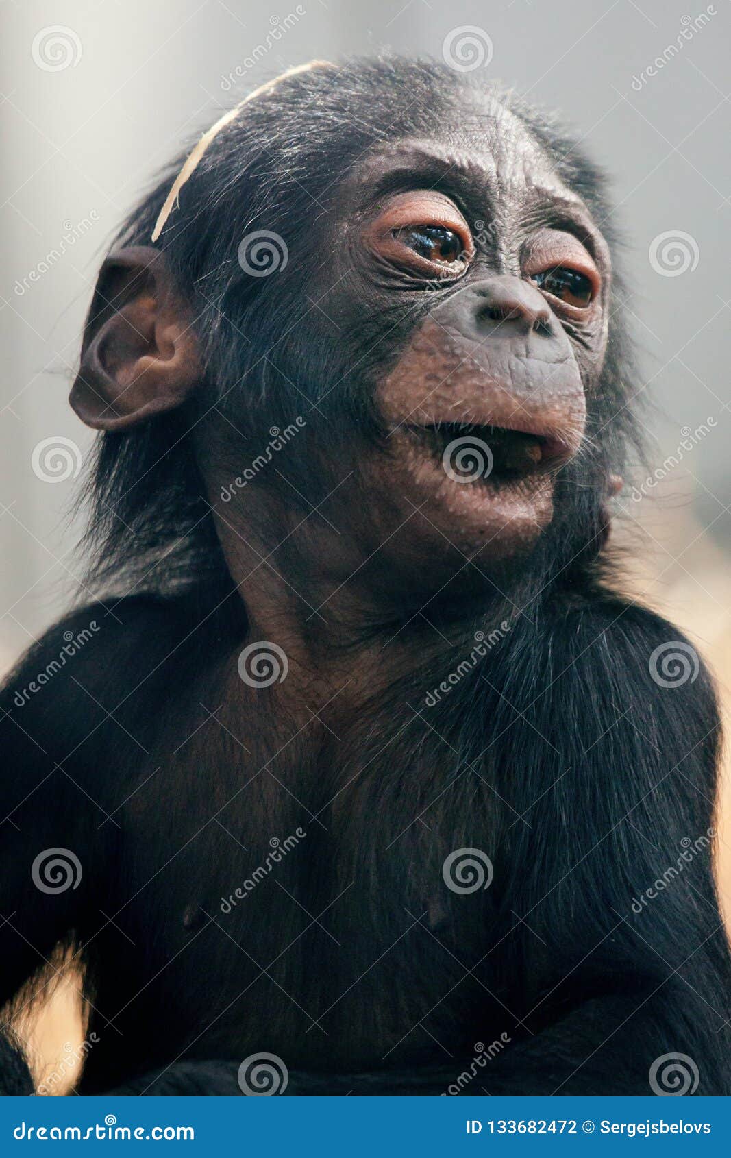 Peu Singe De Chimpanze De Bebe Se Repose Avec L Expression Triste Regardant La Camera Photo Stock Image Du Triste Expression Peu Singe De Chimpanze De Bebe Se Repose Avec L Expression Triste Regardant La Camera Photo Stock Image Du Triste Expression