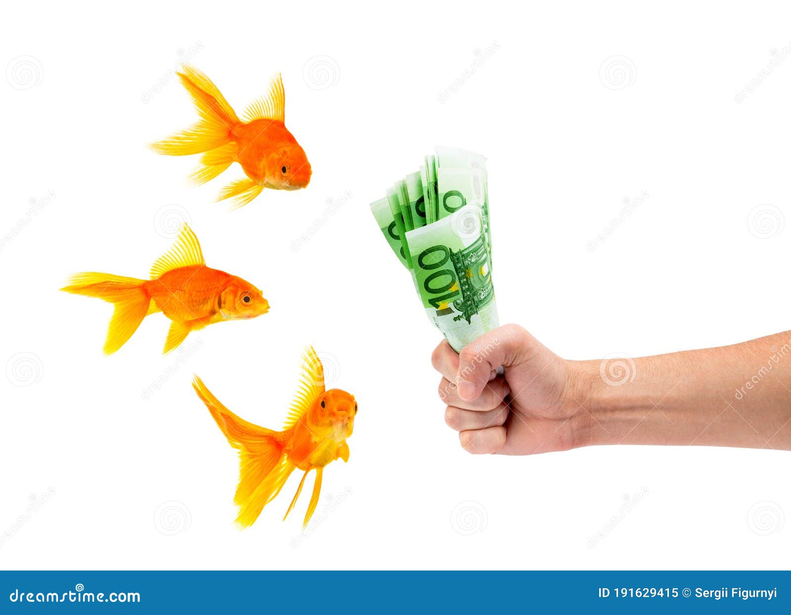 Pez Dorado Con Dinero Imagen De Archivo Imagen De Pescados 191629415 pez-dorado-con-dinero-imagen-de-archivo-imagen-de-pescados-191629415