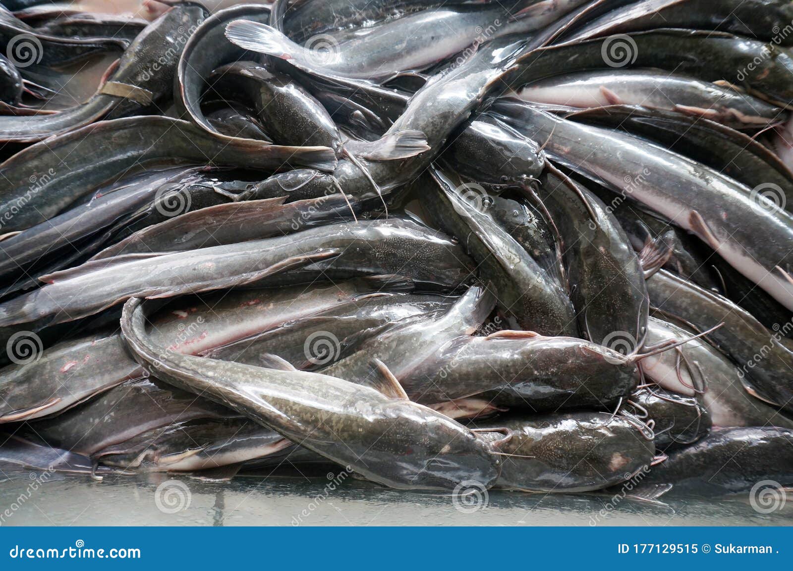 Guia Apelar a ser atractivo entidad Pez Gato Vivo En Un Puesto De Mercado. Cierre De Peces De Gato Vivo En El Mercado. Imagen de archivo - Imagen de acuario, comida: 177129515 Guia Apelar a ser atractivo entidad Pez Gato Vivo En Un Puesto De Mercado. Cierre De Peces De Gato Vivo En El Mercado. Imagen de archivo - Imagen de acuario, comida: 177129515