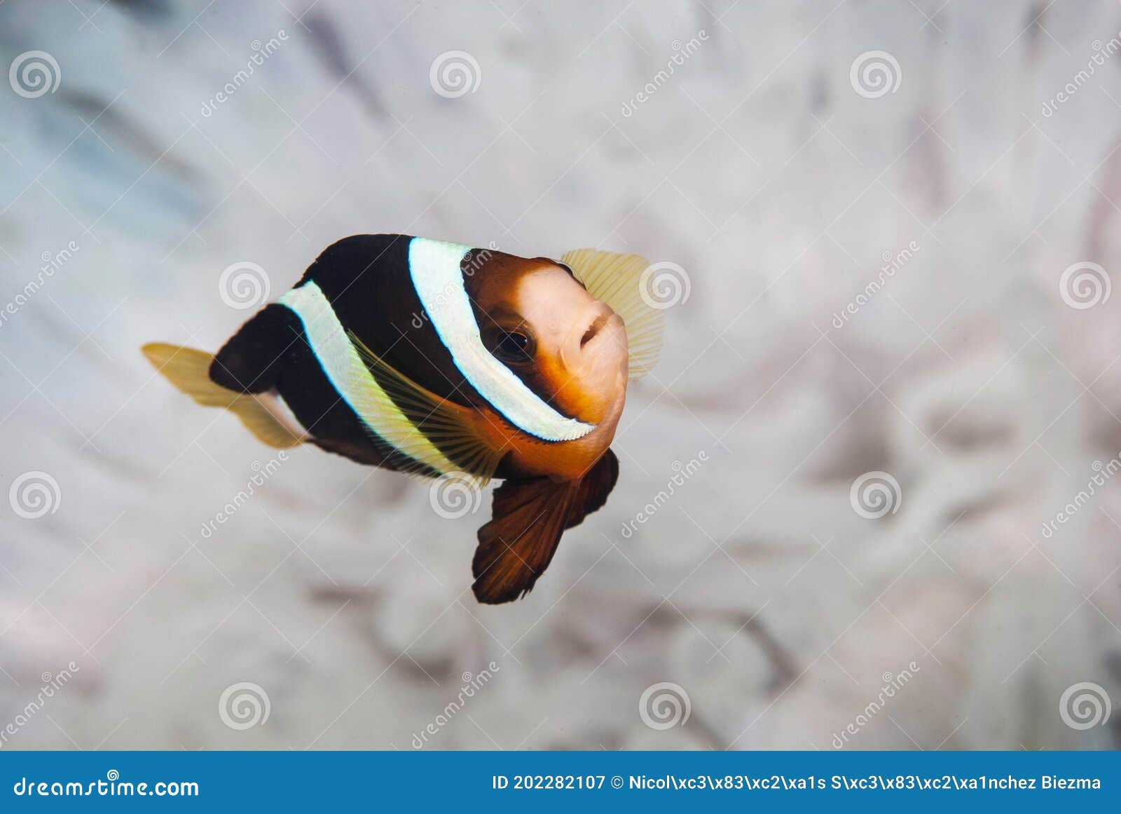 clark anemone fish amphiprion clarkii