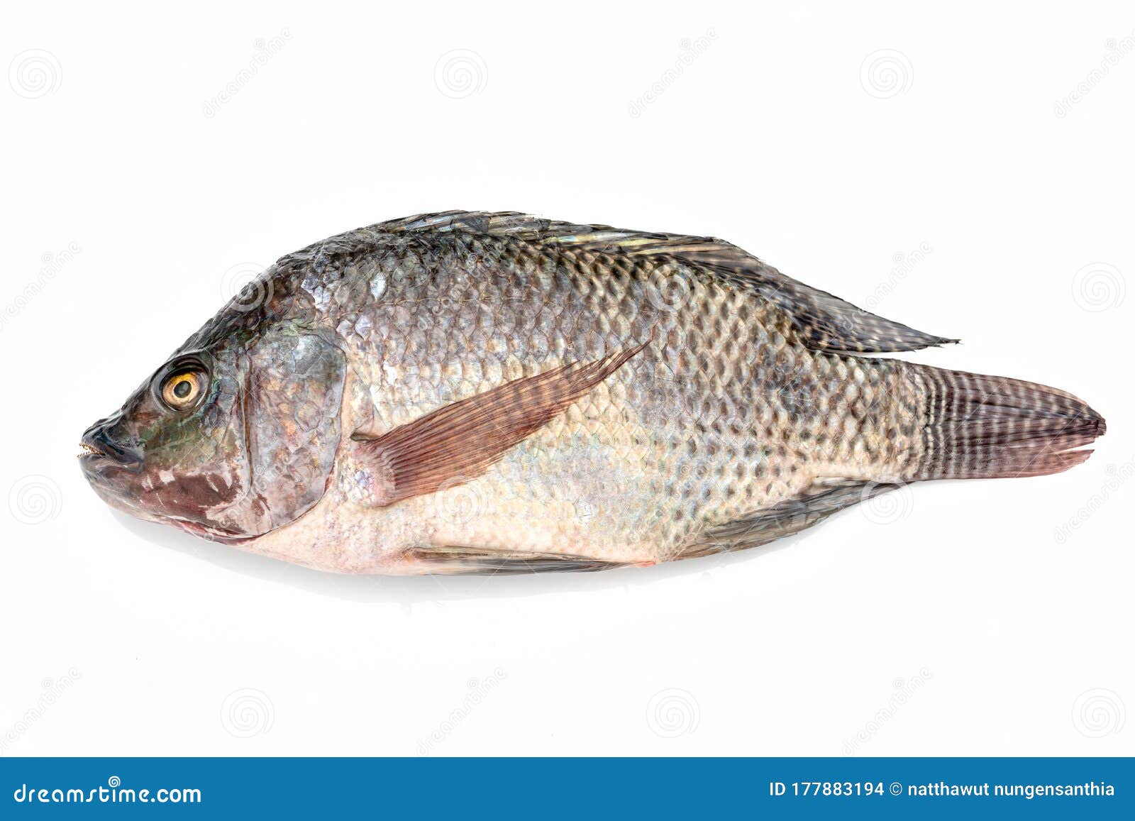 Pez Tilapia Nilo Aislado En Fondo Blanco Foto de archivo Imagen de