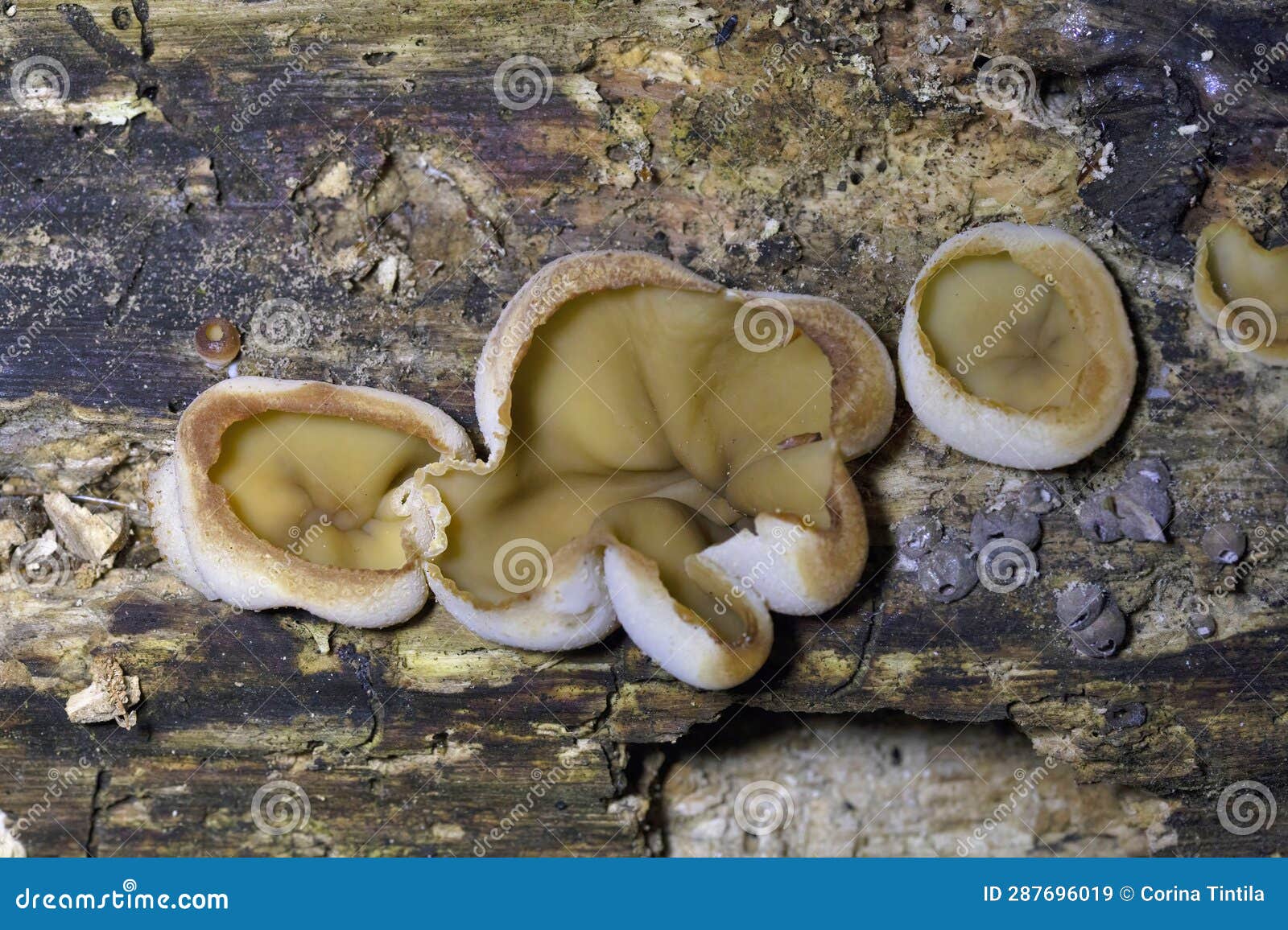 peziza domiciliana, commonly known as the domicile cup fungus, is a species of fungus in the genus peziza,