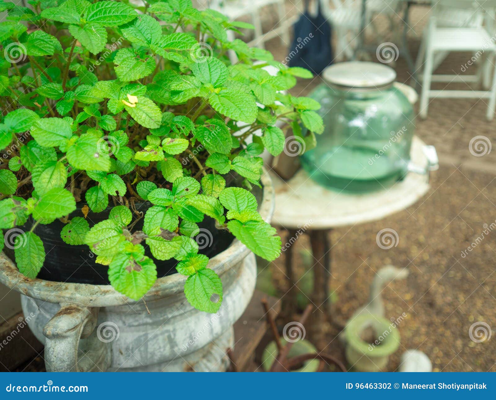 56+ Pfefferminz Garten, Frische minze ist eine echt aromakünstlerin.
