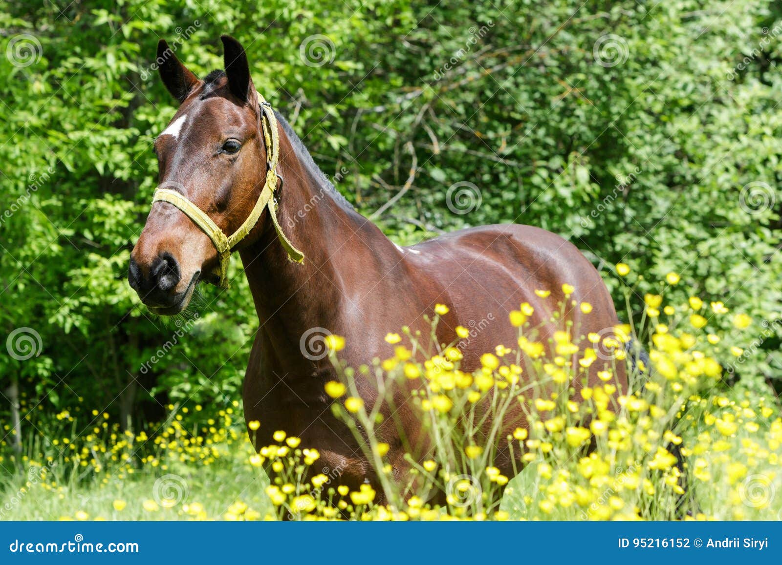 Pferd auf der Wiese. Pferd, das in der Wiese weiden lässt