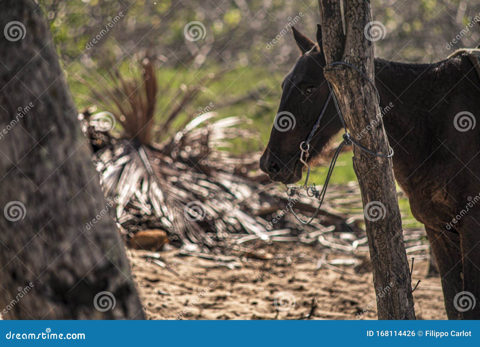 Pferd an Einen Baum Gebunden 8 Stockfoto - Bild von nave, kette: 168114426