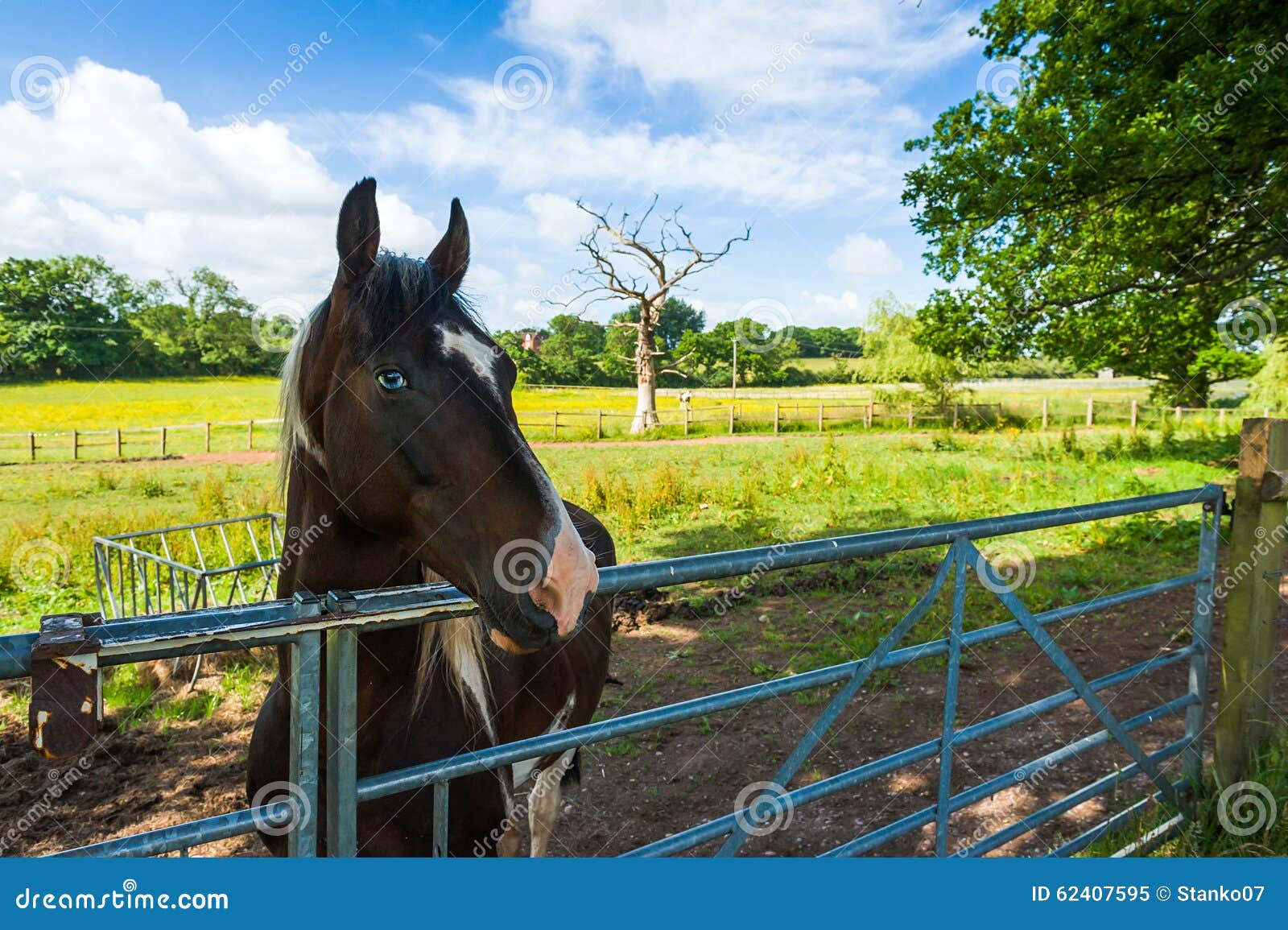 Pferd in einer Hürdennahaufnahme Landschaftslandschaft, West Midlands, Großbritannien