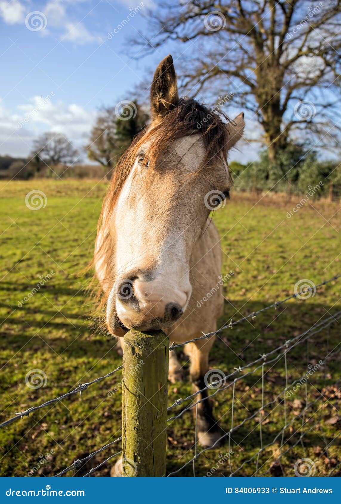 Pferde Bilder Lustig - Ausmalbilder