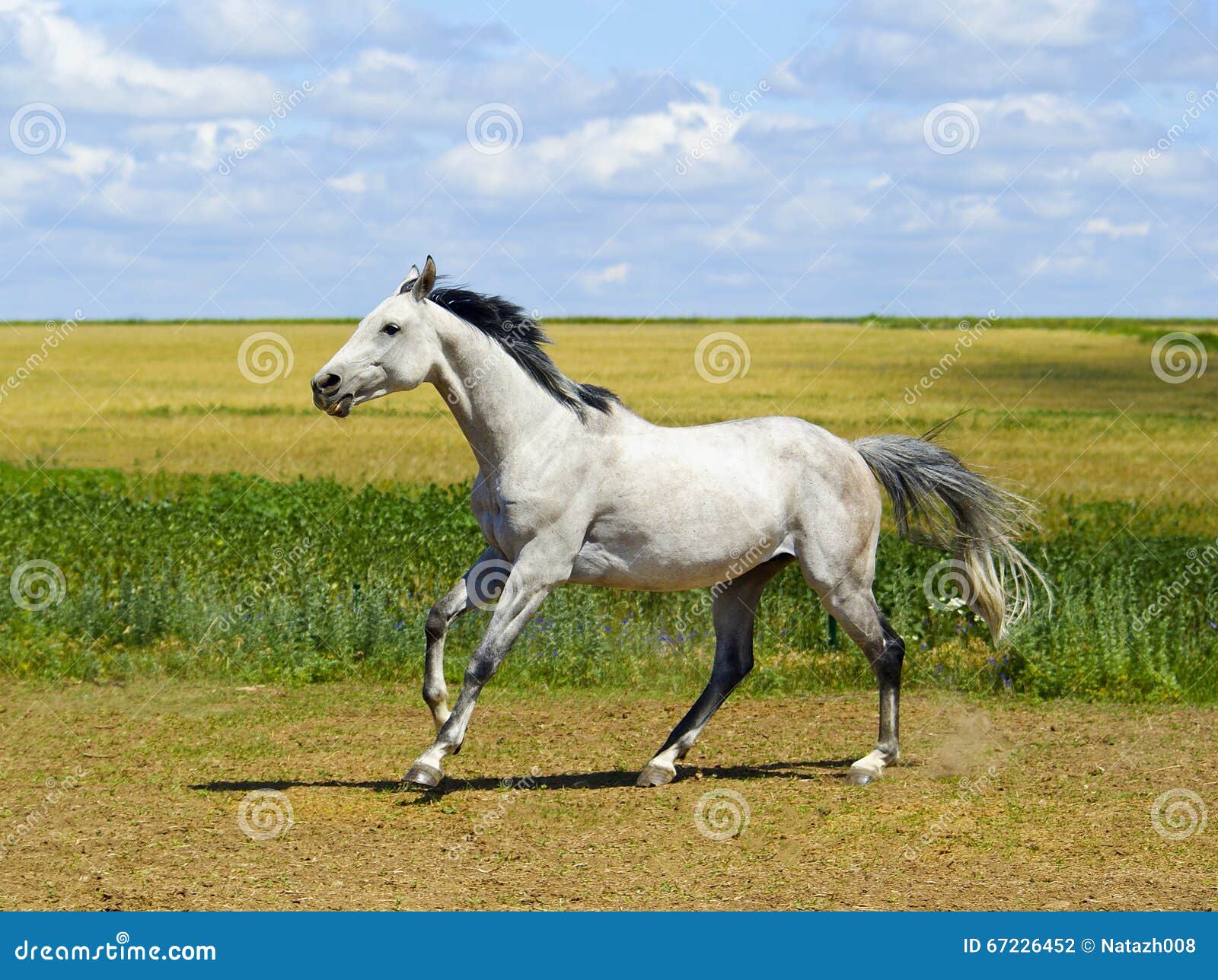 Pferd Weiß Mit Schwarzer Mähne