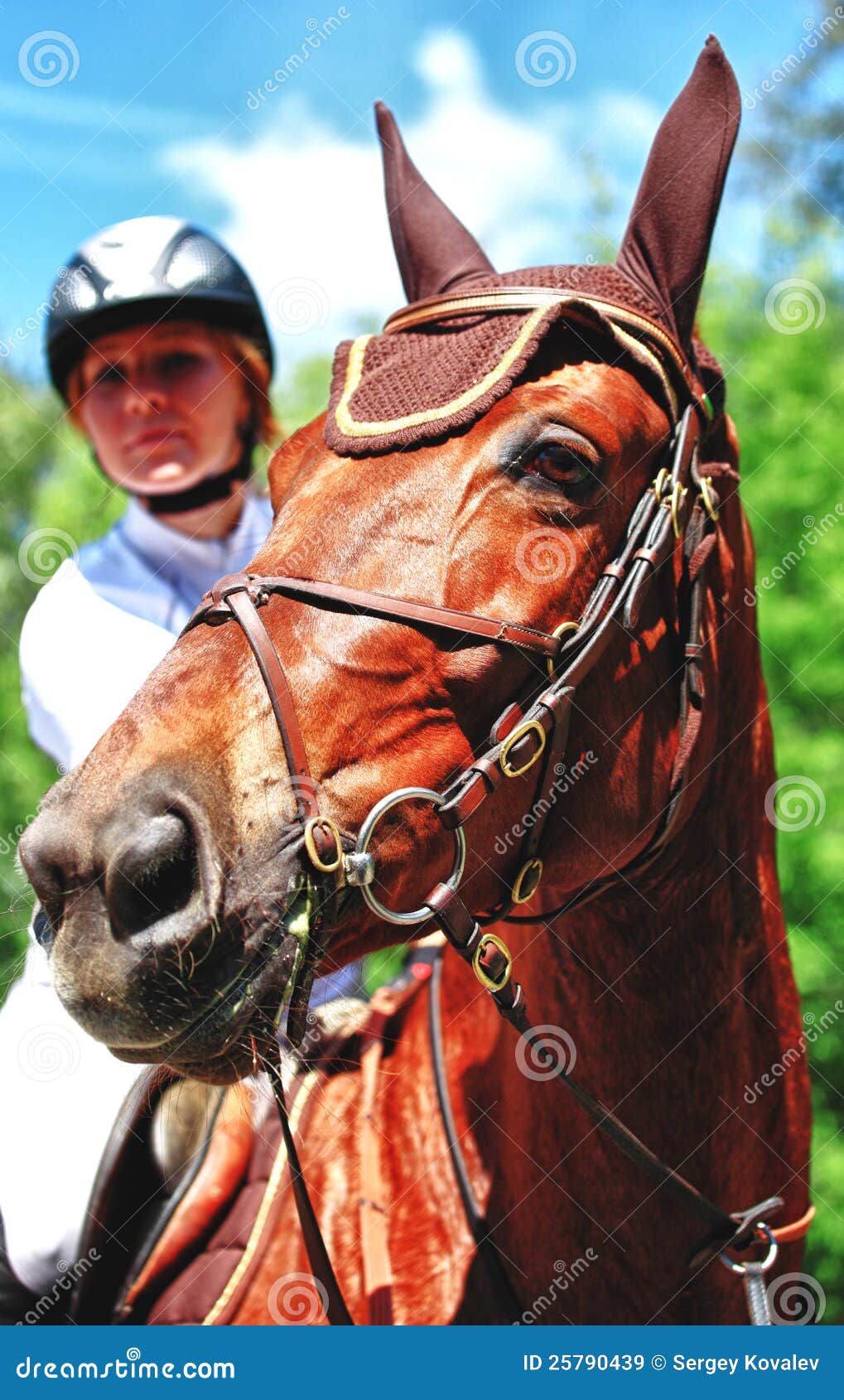Jockey Pferd