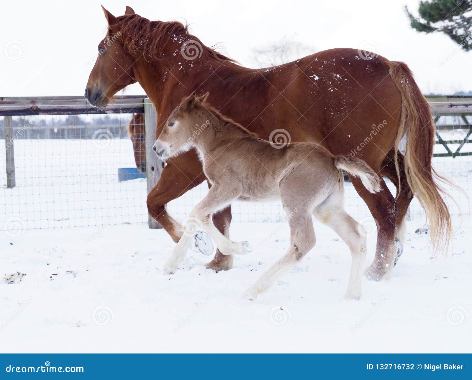 Pferde Im Schnee Stockfoto Bild Von Schnee Pferde