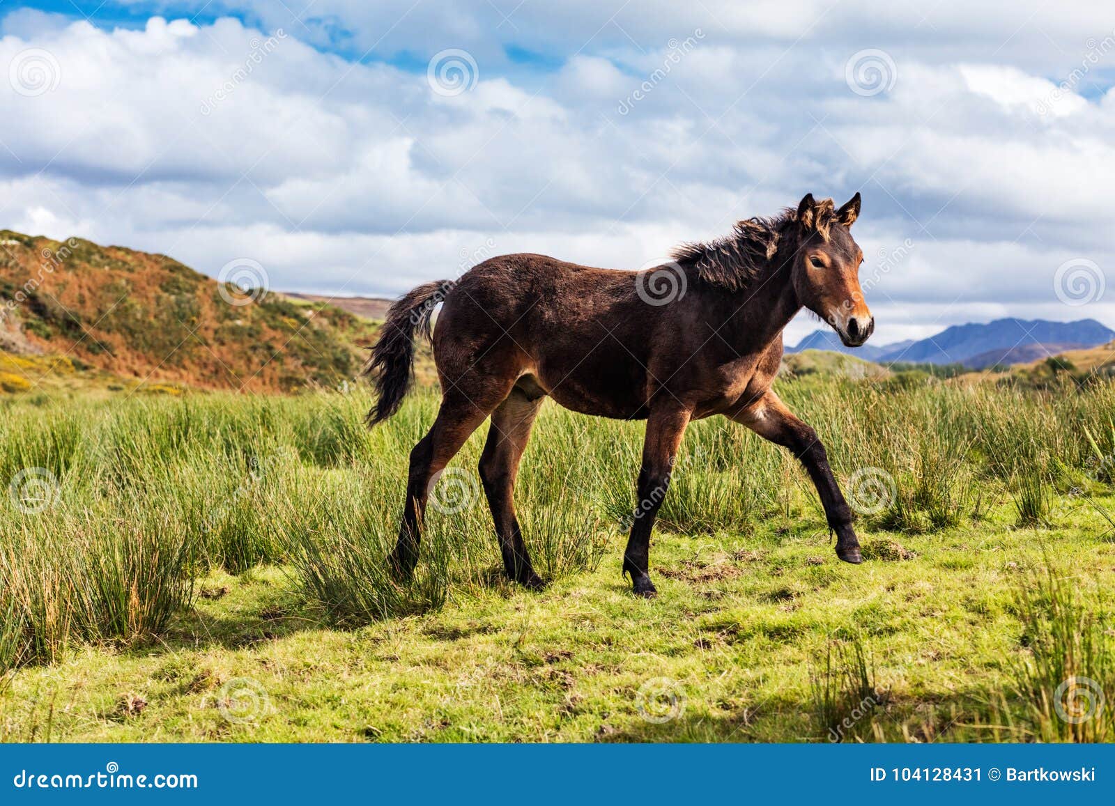 Pferde Irland Pferde Irland