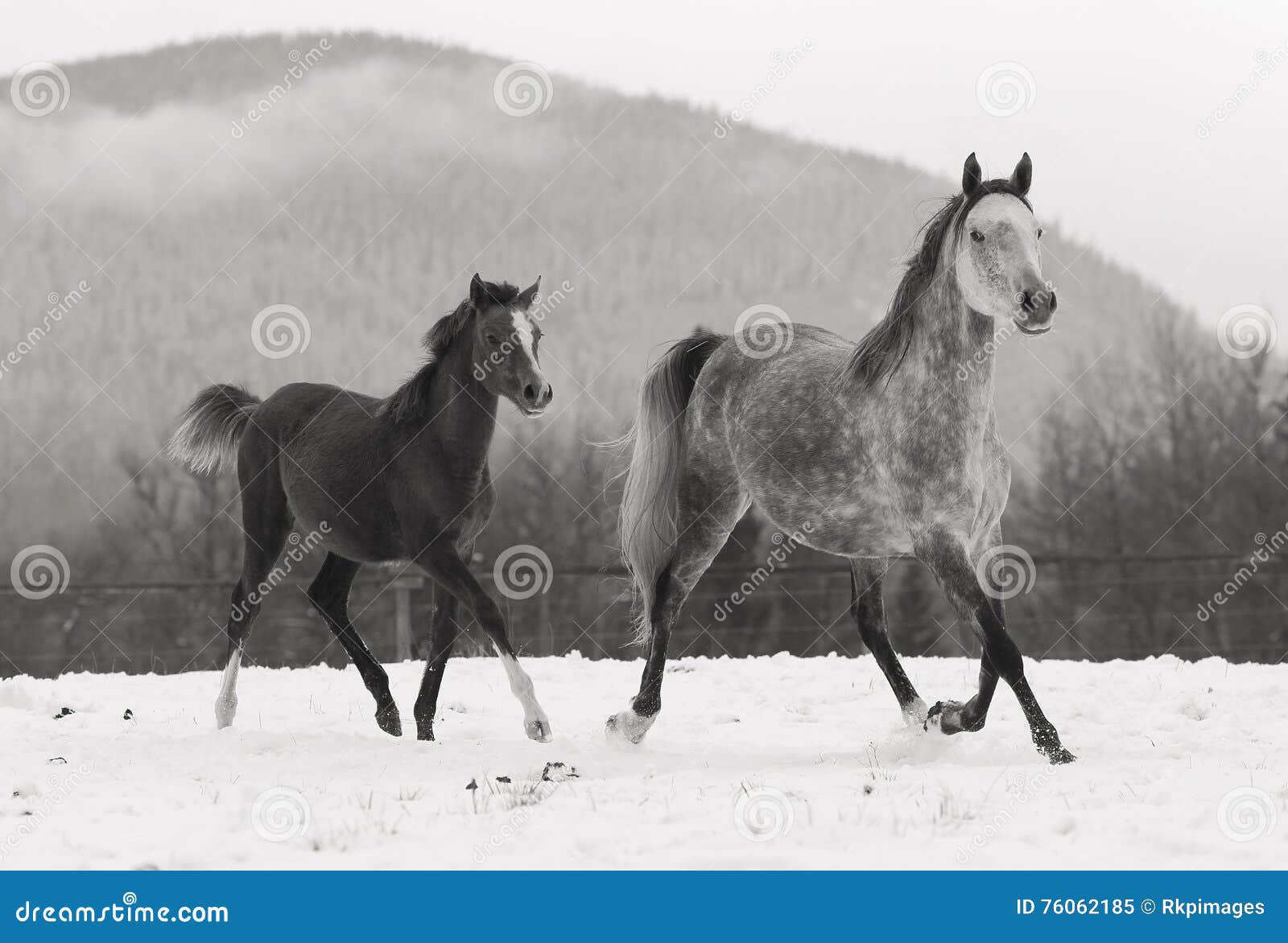 Pferdestute Und Fohlen Die In Schnee Laufen Stockbild Bild Von Pferdestute Schnee