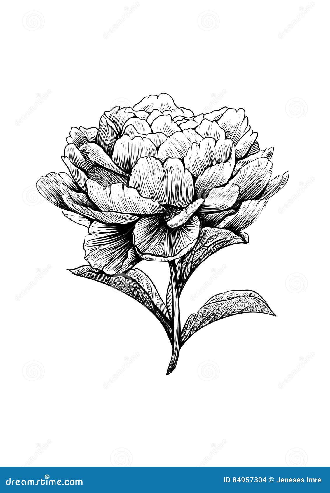 pfingstrose zeichnen blumen zeichnung, pfingstrose, blume, stich, zeichnung, vektor, illustration vektor, Design ideen