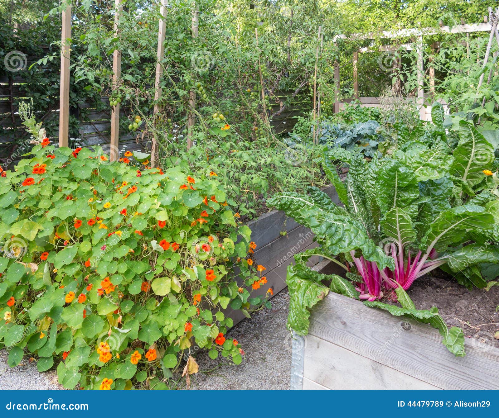 Querbeet Tomaten Pflanzen