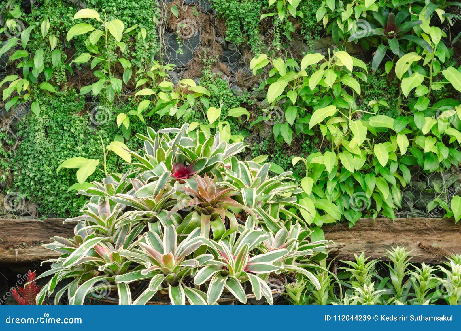 Pflanzen Von Bromelien Im Garten Stockbild Bild von pflanzen, frisch