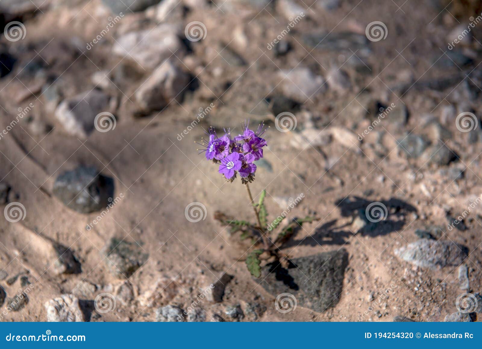 phacelia fremontii, purple, in the desert of southern california