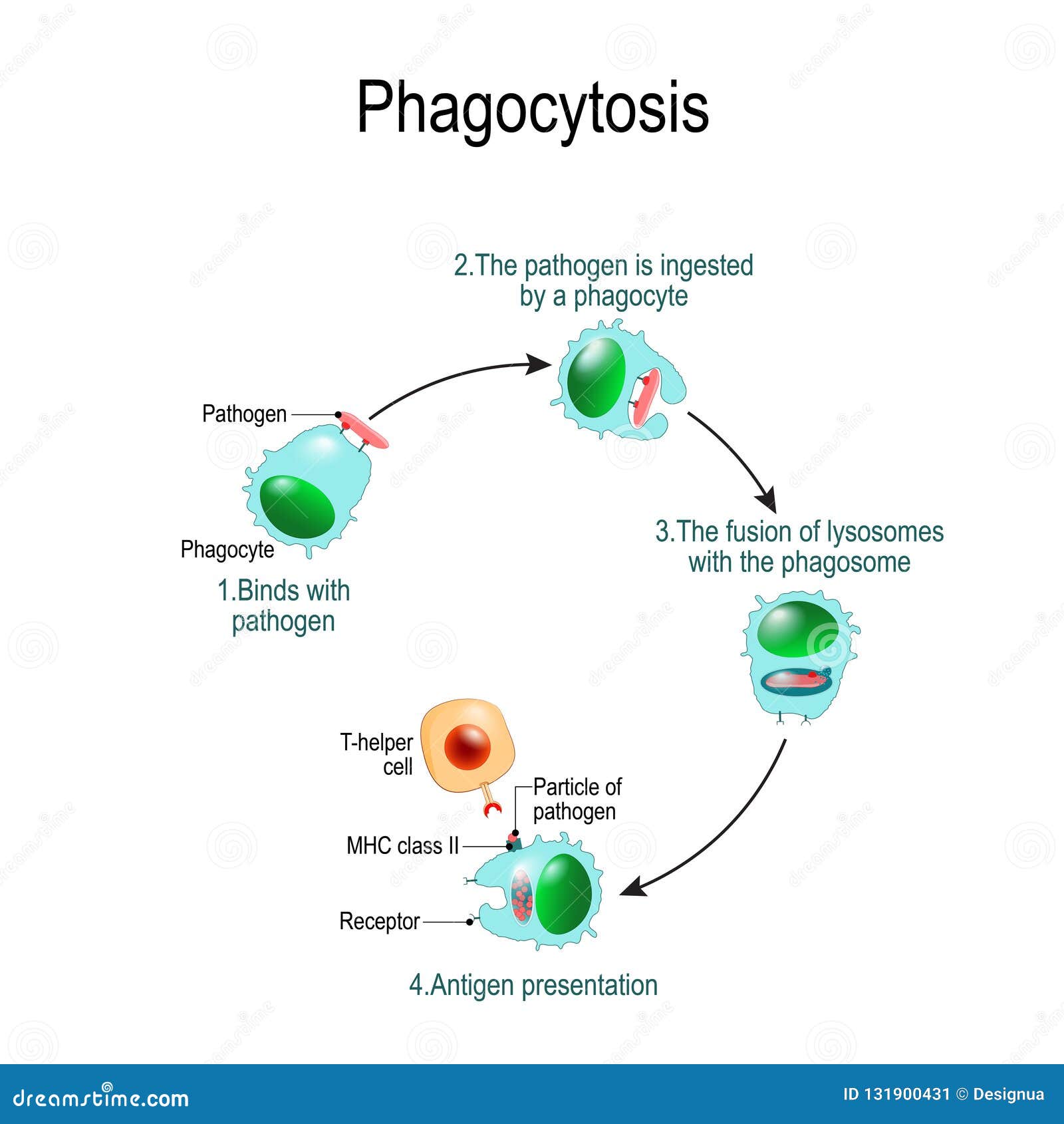 Phagocytose Système immunitaire Diagramme de vecteur pour l'usage éducatif, biologique, et de la science. Phagocytose dans 4 étapes : Des grippages avec l'agent pathogène, agent pathogène est ingérés par un phagocyte, fusion des lysosomes avec la présentation phagosome, et d'antigène Système immunitaire Diagramme de vecteur pour l'usage éducatif, biologique, et de la science